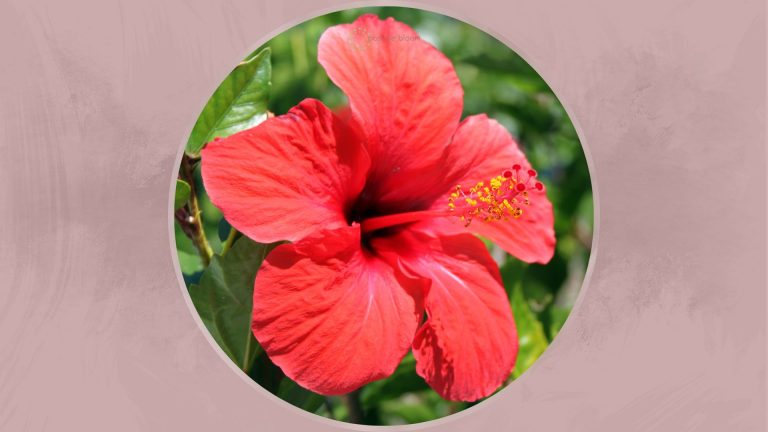 Hibiscus Plant Care