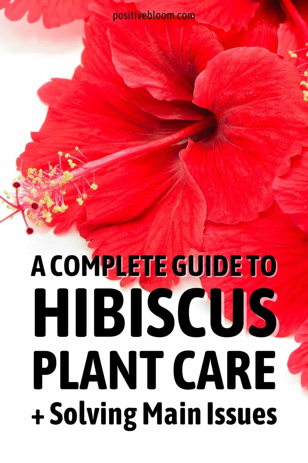 A Complete Guide To Hibiscus Plant Care + Solving Main Issues Pinterest