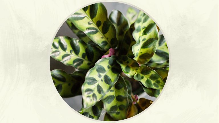 rattle snake plant care