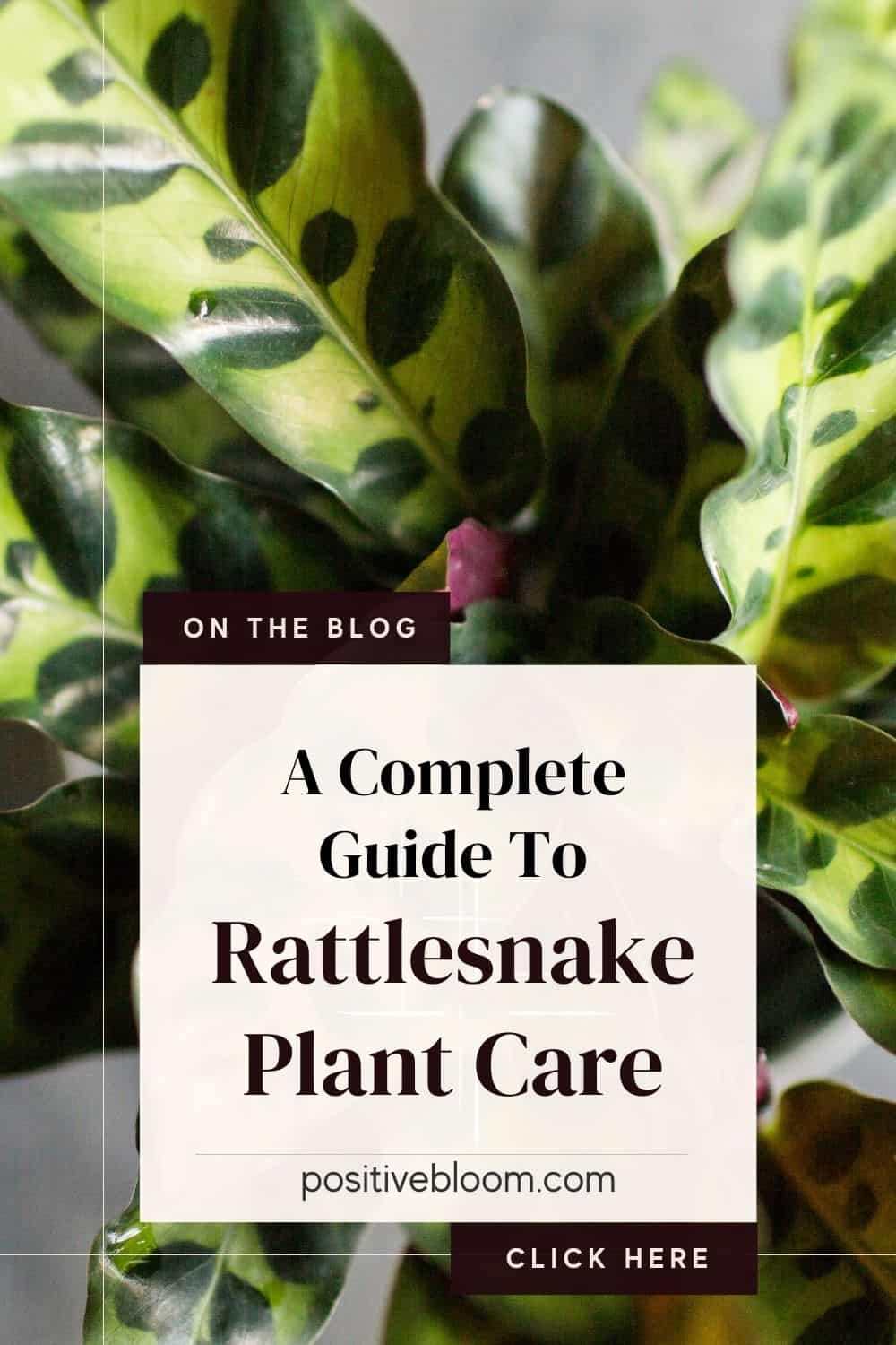 A Complete Guide To Rattlesnake Plant Care + Common Issues Pinterest