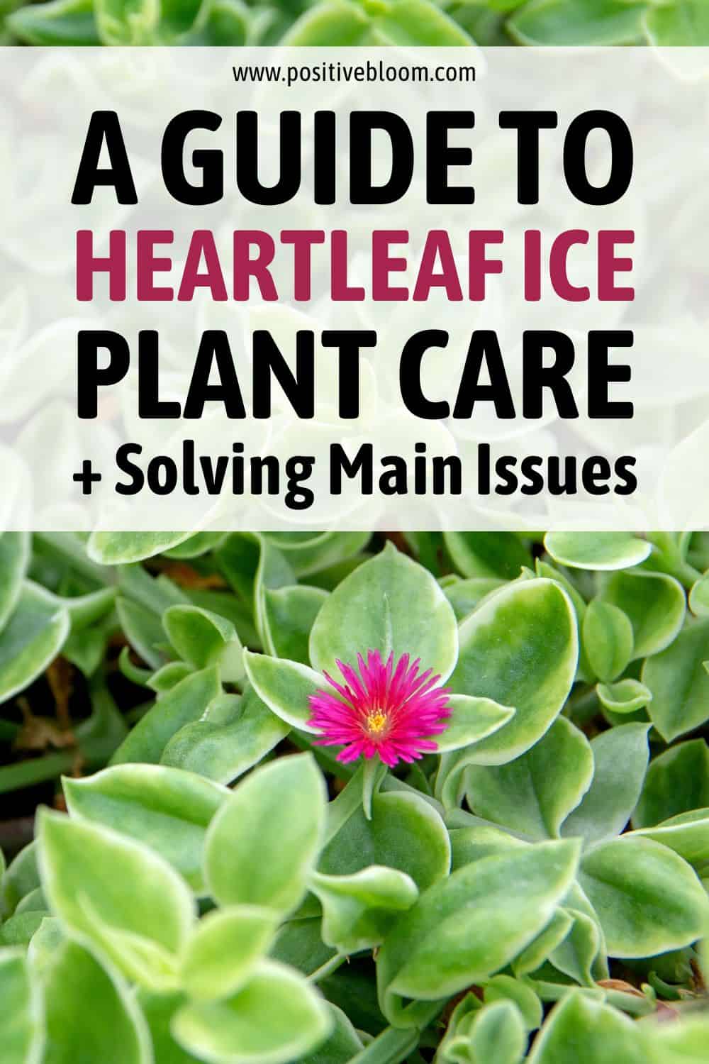 A Guide To Heartleaf Ice Plant Care + Solving Main Issues Pinterest