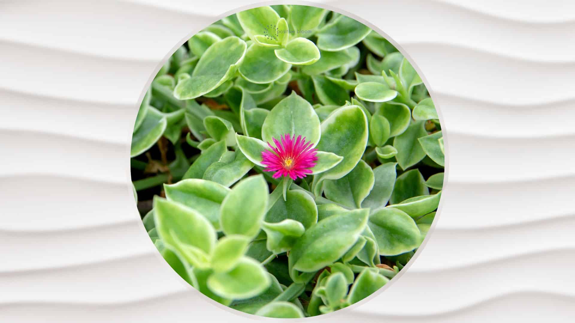 A Guide To Heartleaf Ice Plant Care + Solving Main Issues