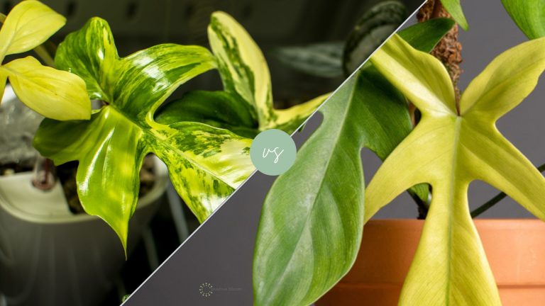 Florida Beauty Vs Florida Ghost