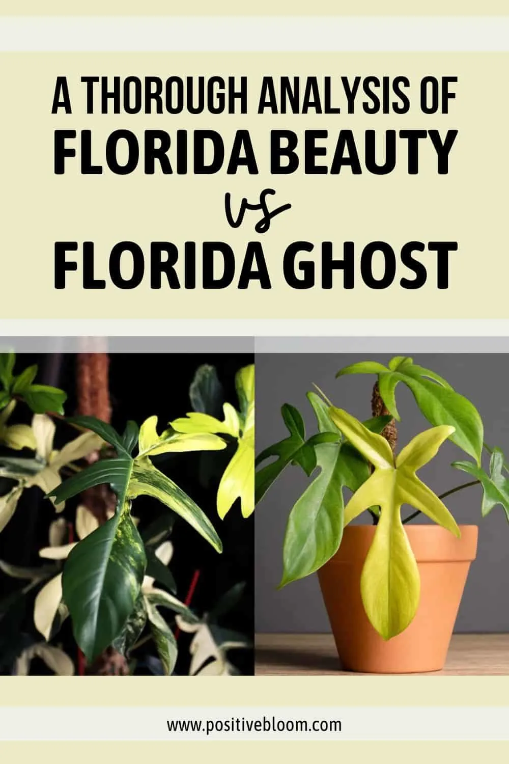 A Thorough Analysis Of Florida Beauty Vs Florida Ghost Pinterest