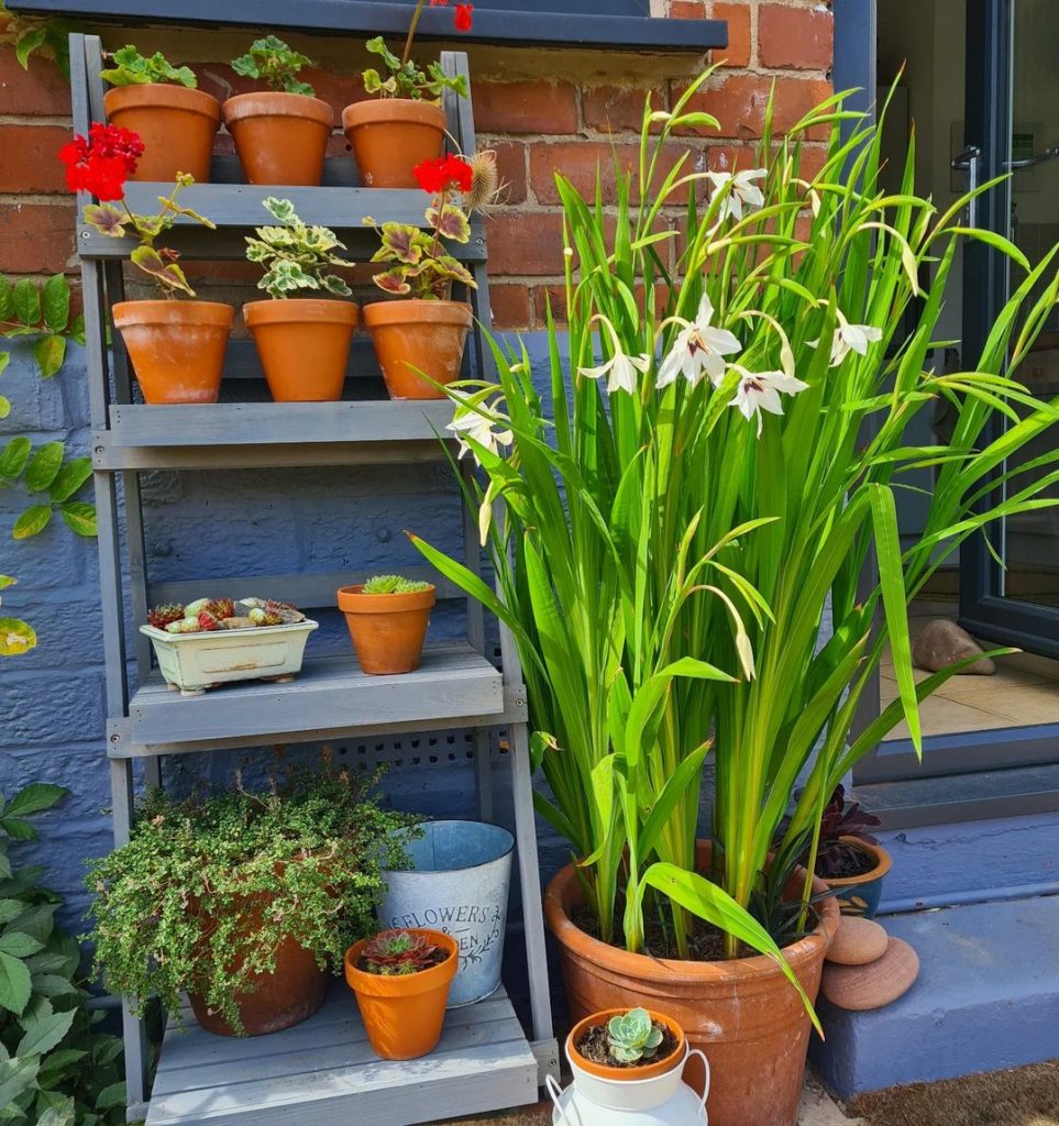 A Complete Care Guide For The Acidanthera (Peacock Orchid)