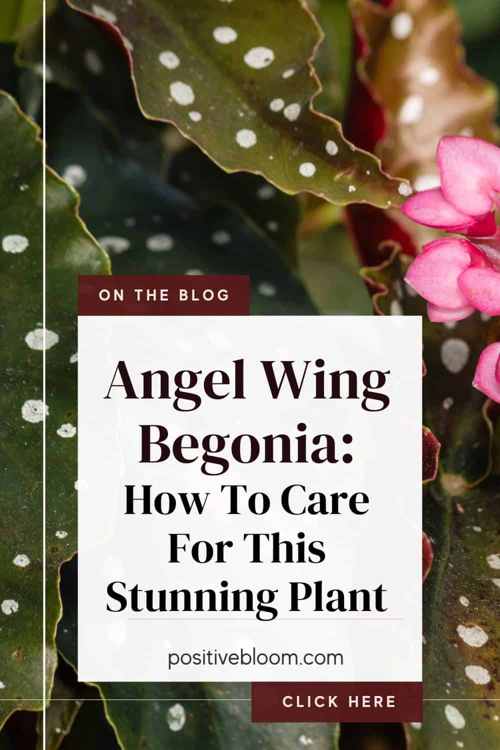 Angel Wing Begonia How To Care For This Stunning Plant Pinterest