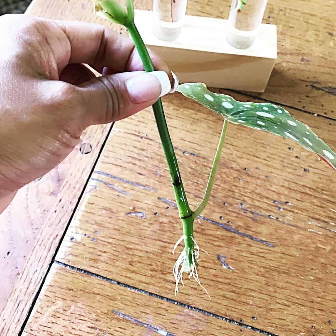 Angel Wing Begonia Plant Propagation