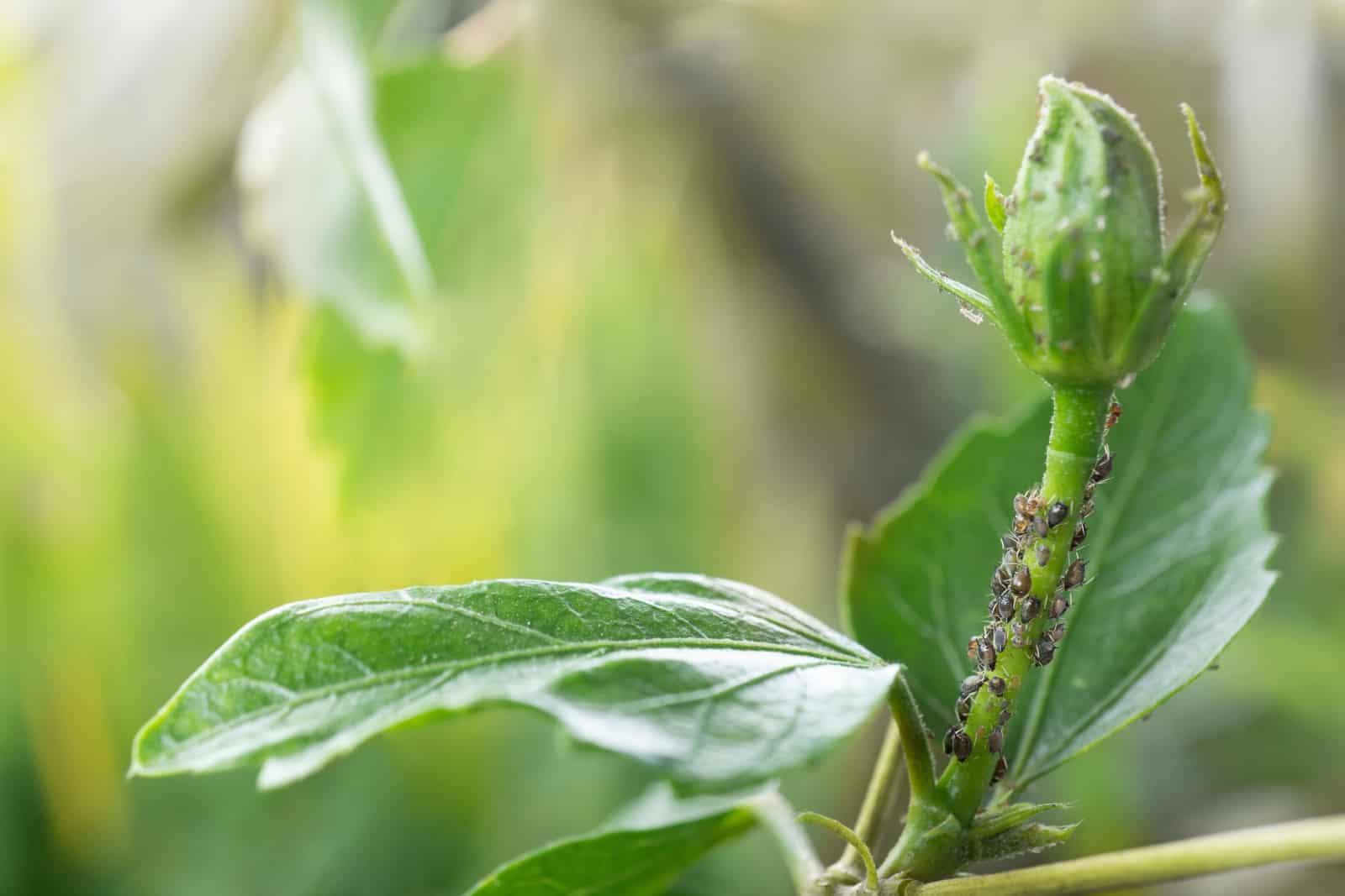 7 Most Common Hibiscus Diseases Pests And How To Treat Them