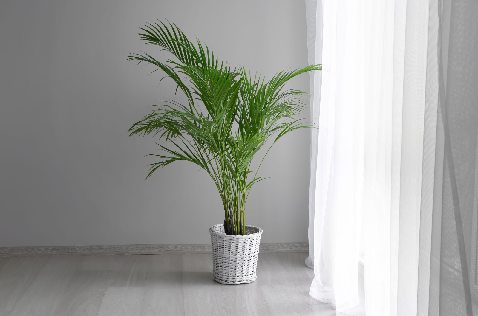 Areca Palm