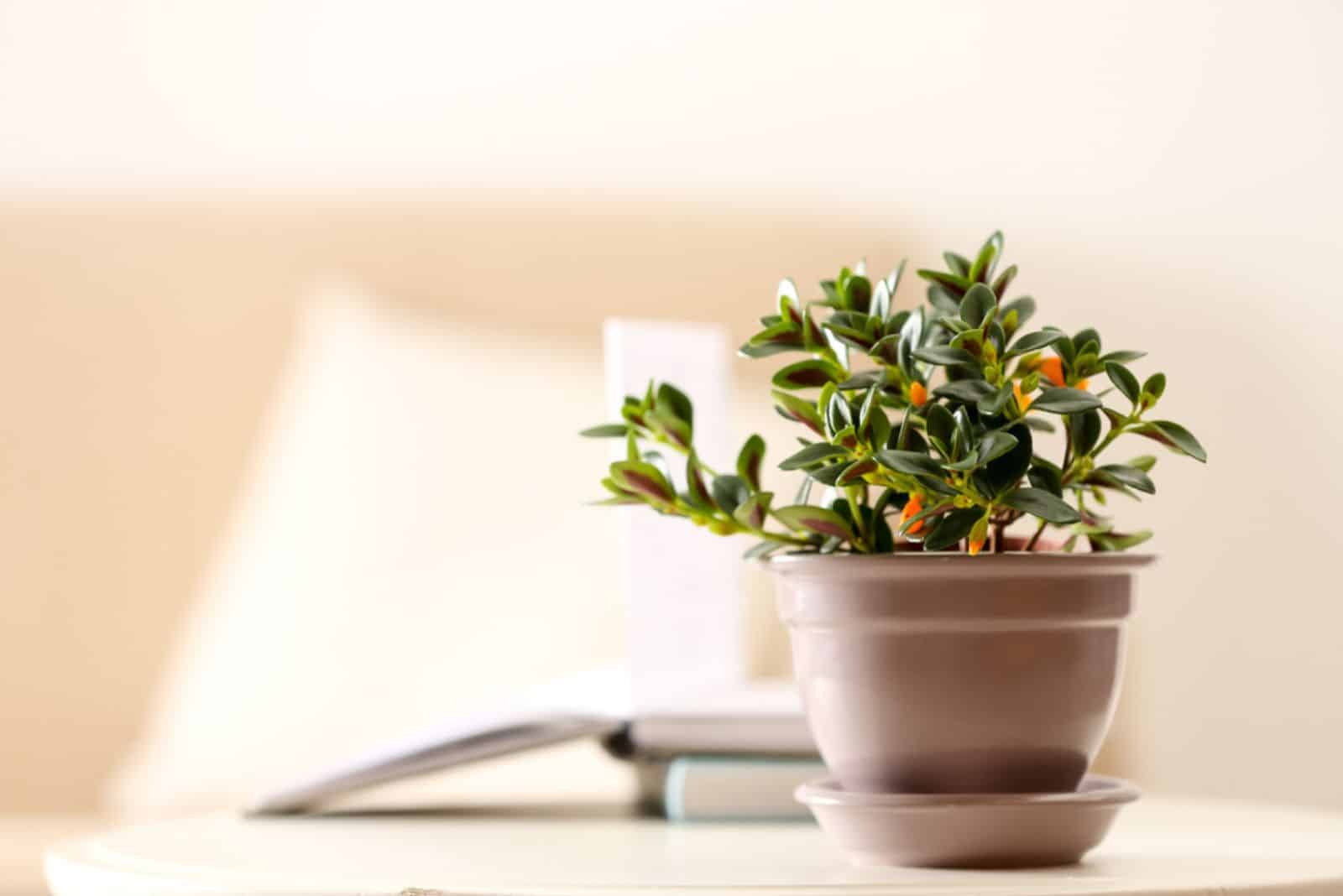 Beautiful potted Goldfish plant on table