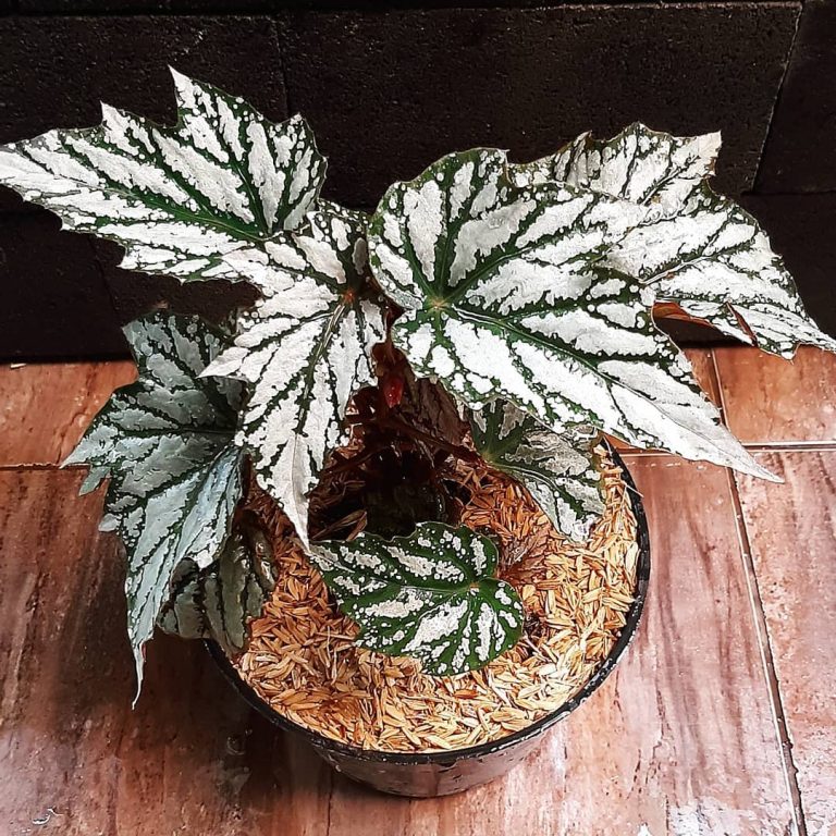 Angel Wing Begonia: How To Care For This Stunning Plant