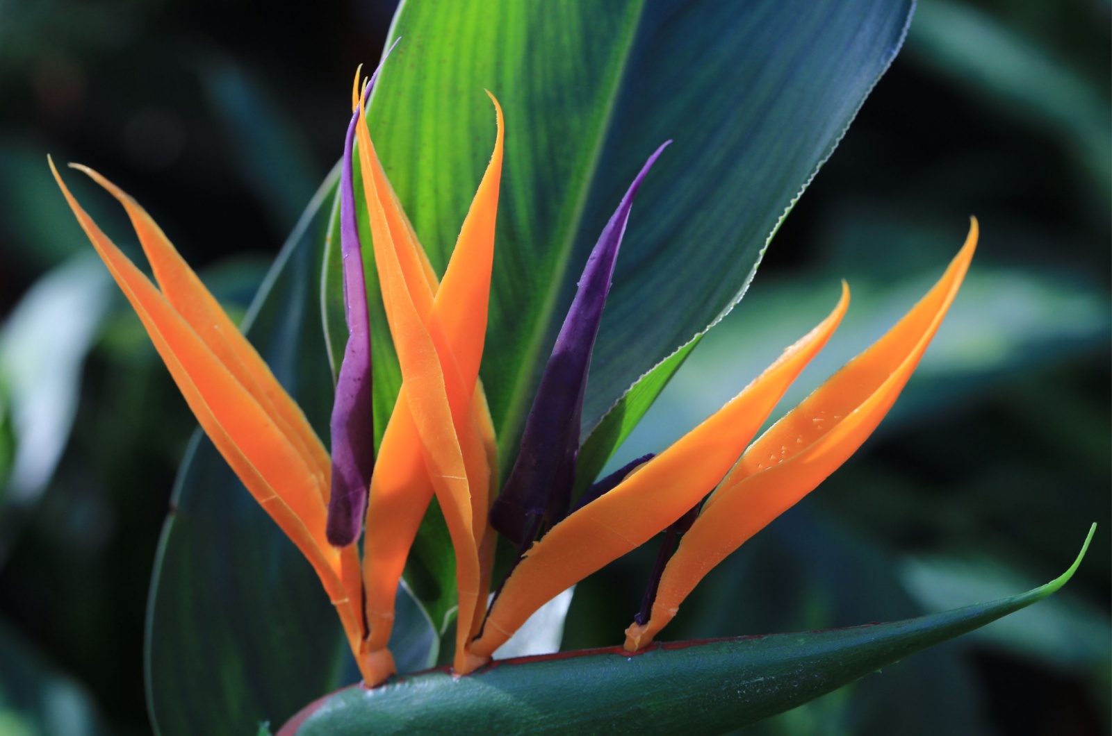 Bird Of Paradise