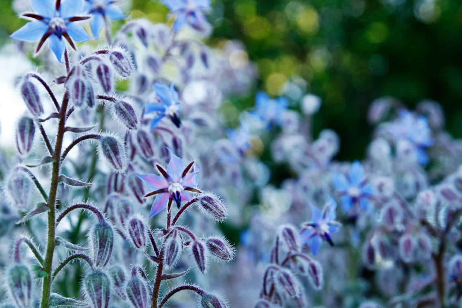 Blue and purple borage flowers