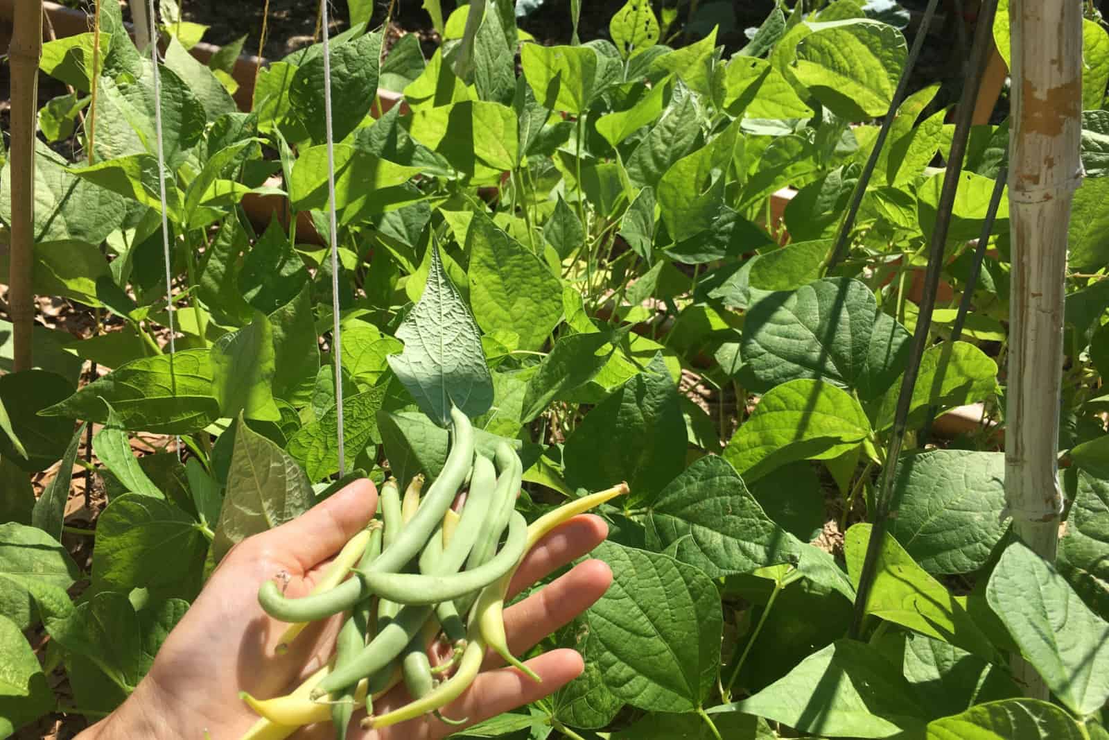 Bush beans growing in the backyard