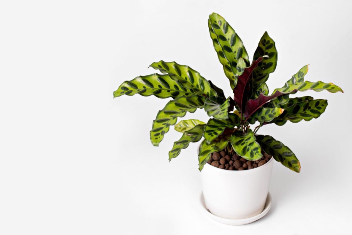 A Complete Guide To Rattlesnake Plant Care + Common Issues