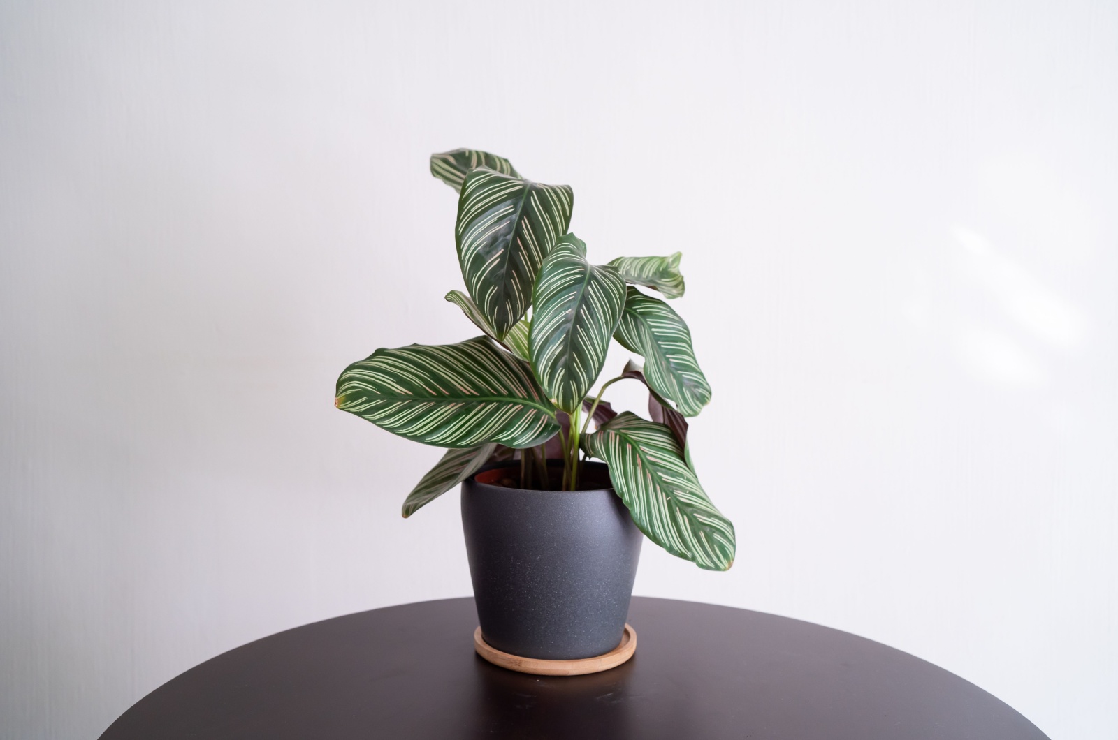 Calathea Ornata