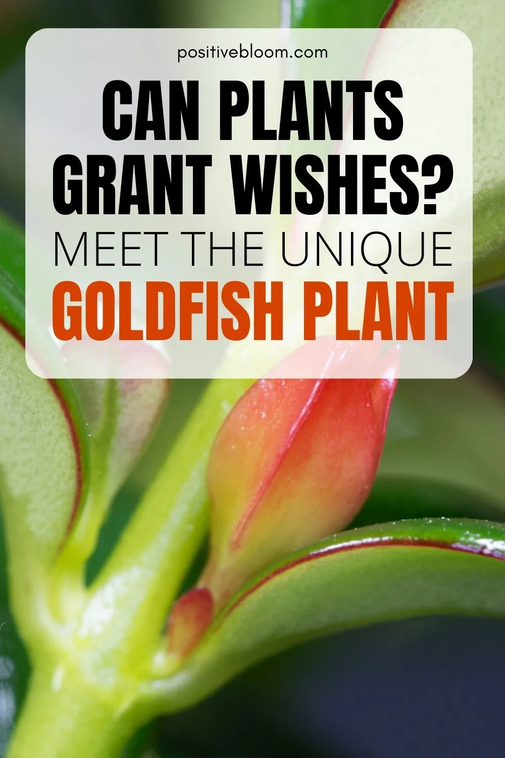 Can Plants Grant Wishes Meet The Unique Goldfish Plant Pinterest