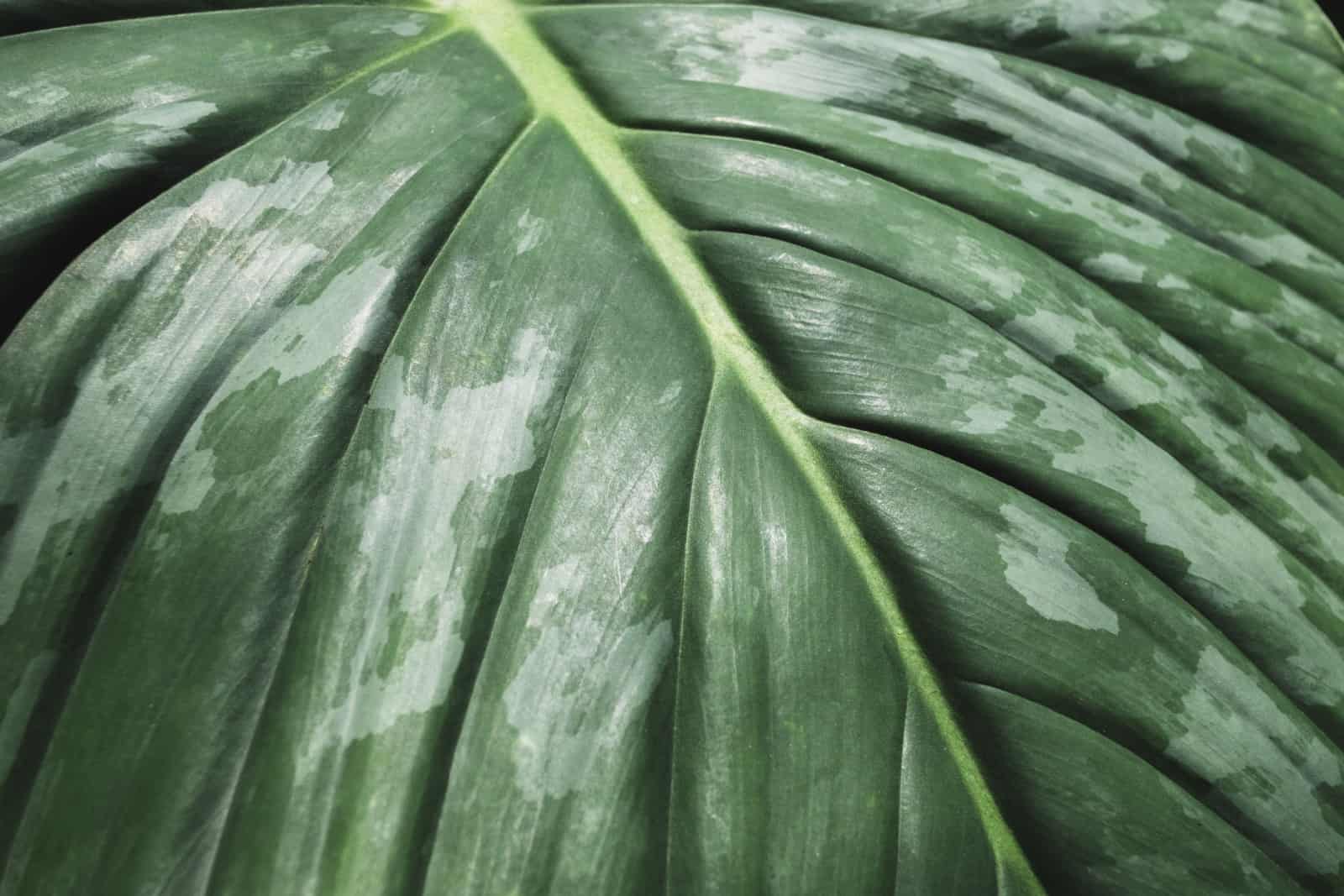 Close up Philodendron mamei dark green leaves,