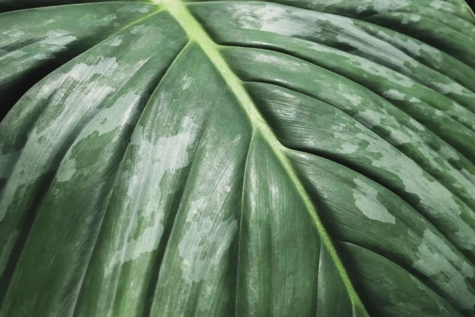 Close up Philodendron mamei dark green leaves,