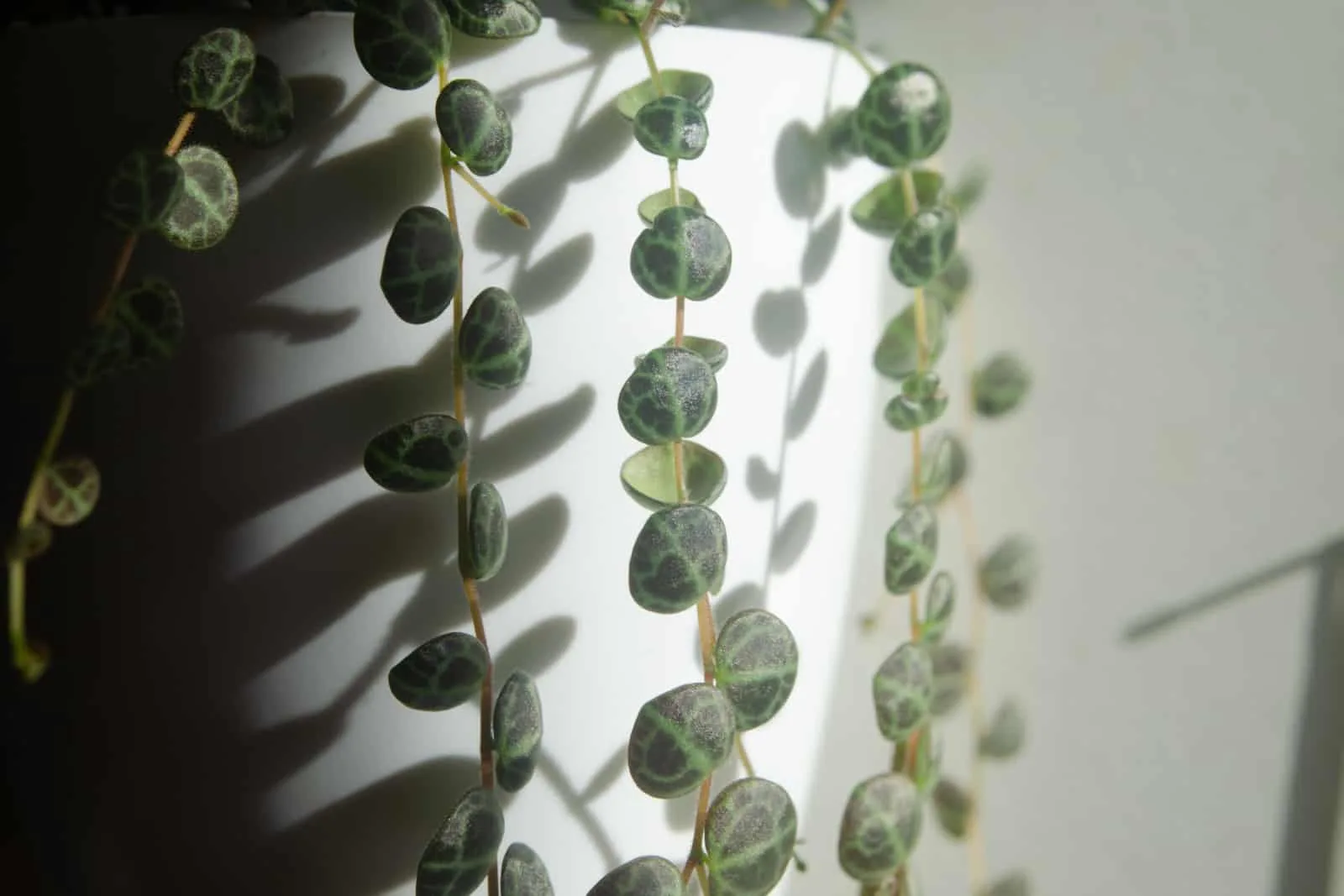 Close up of peperomia prostrata string of turtles