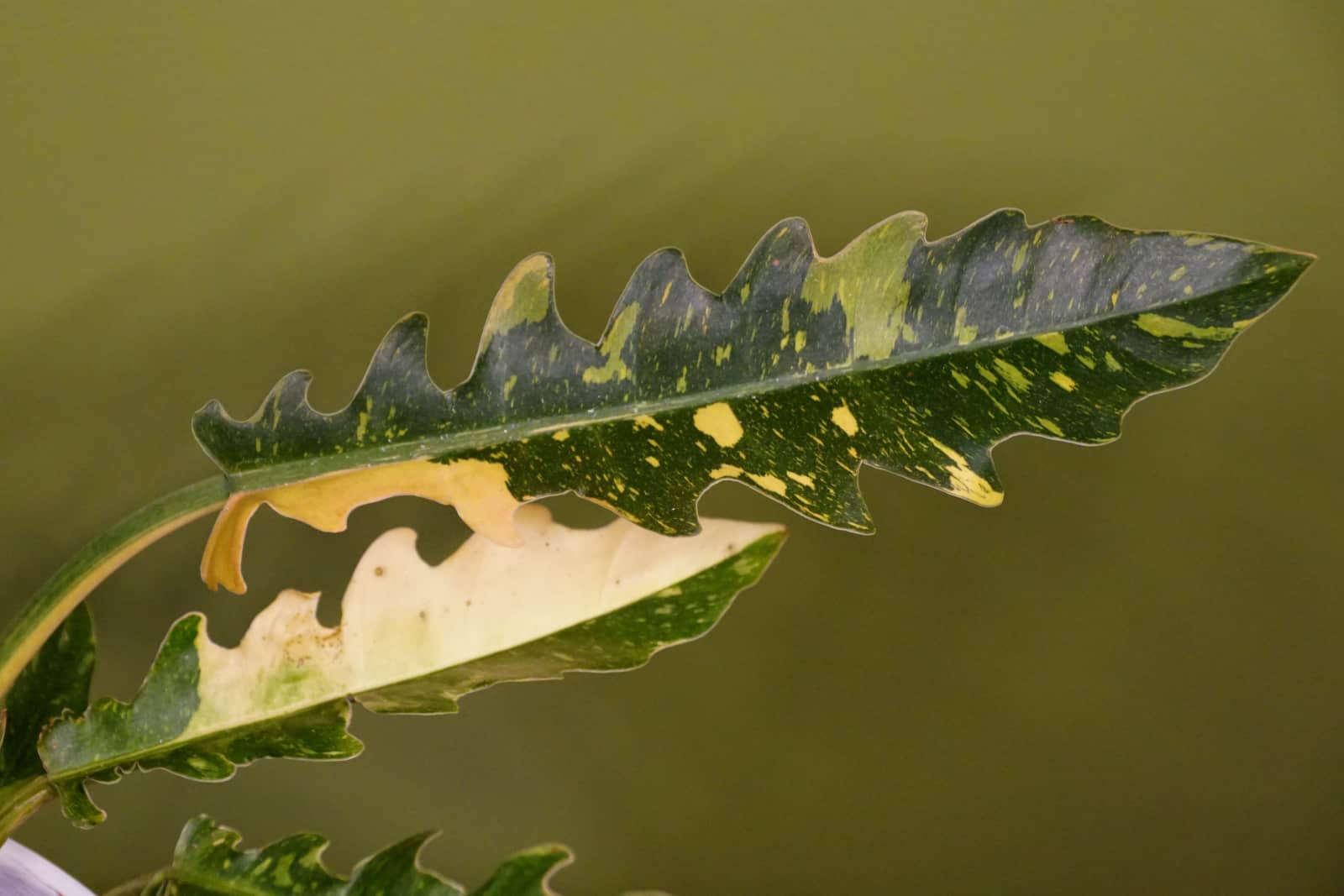 Close up of the variegated leaf of Philodendron Ring of Fire
