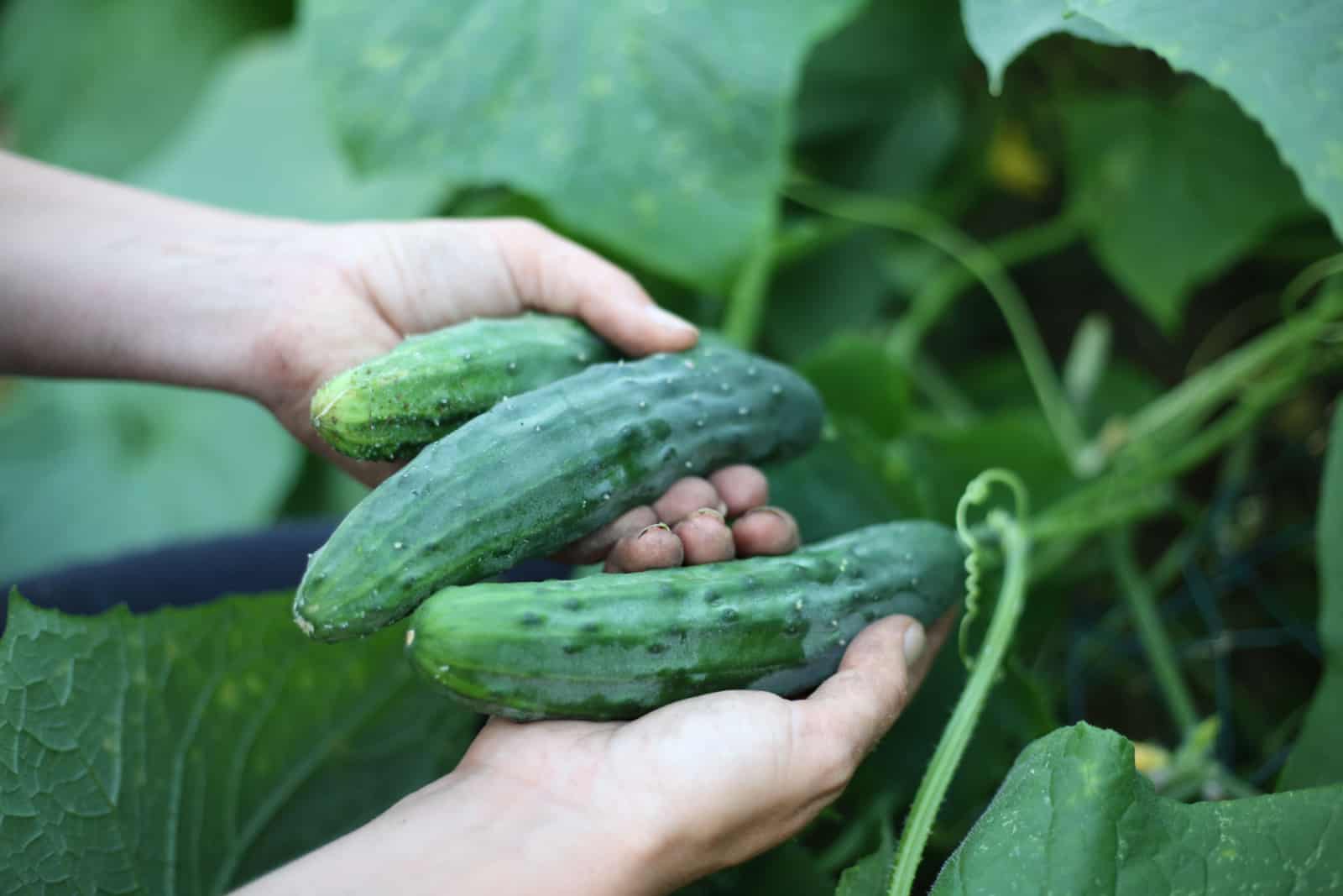 Closeup Focused View of Farm Harvesting with Hands Holding Cucumbers