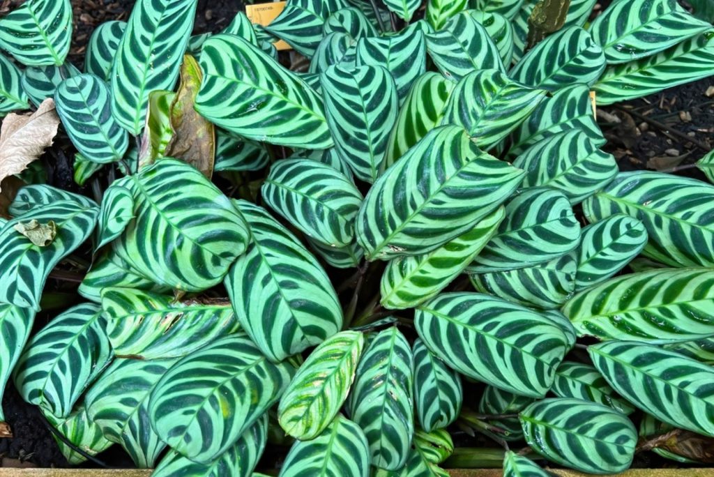 How To Take Care Of The Fishbone Prayer Plant