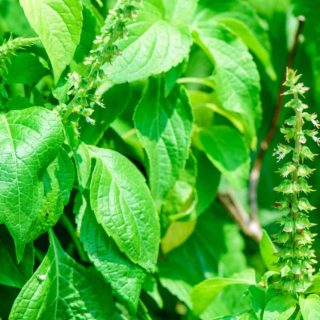 16 Best Snake-Repellent Plants For Your Outdoor Garden