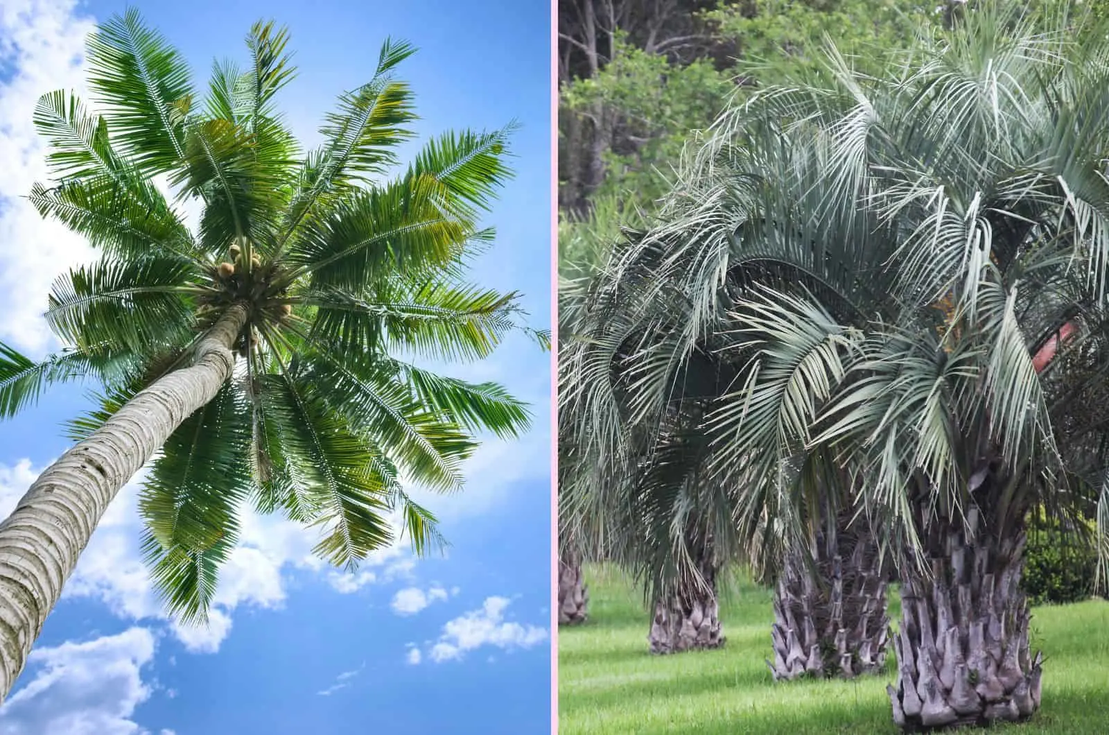 Coconut Tree vs Palm Tree in nature