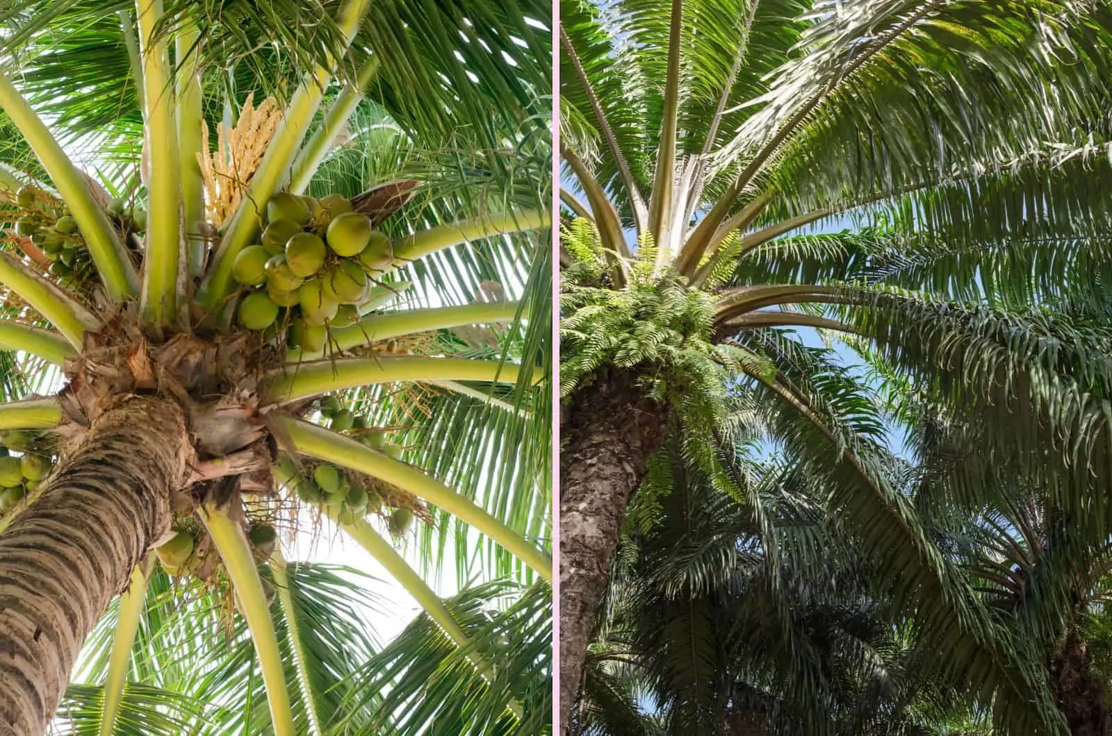 Coconut Tree vs Palm Tree photos from bottom up