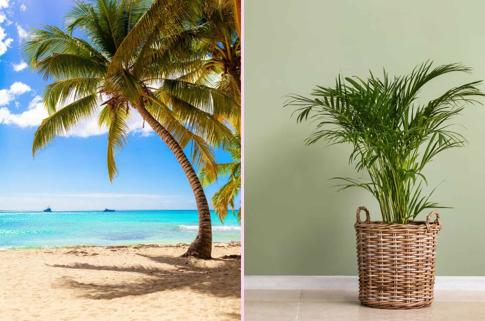 Coconut Tree vs Palm Tree side by side