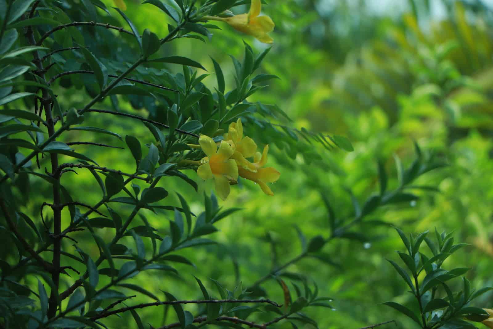 Colorful yellow flowers of Allamanda