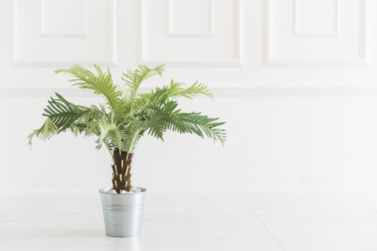 How To Grow And Care For The Lovely Coontie Palm