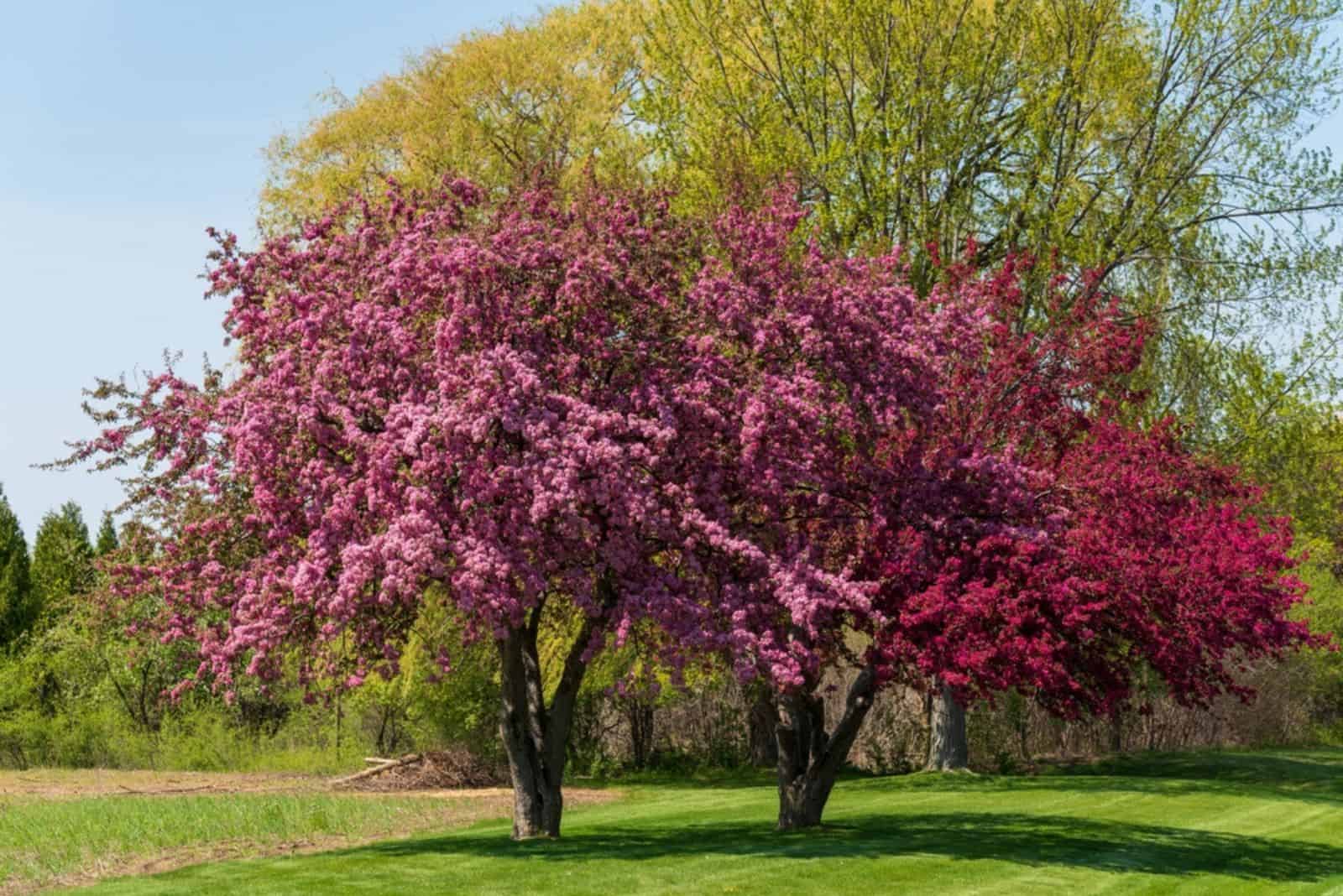 Crabapple trees with red blossoms in spring