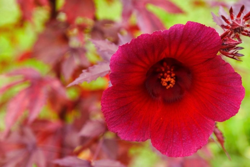 How To Care For The Cranberry Hibiscus + What It Really Is
