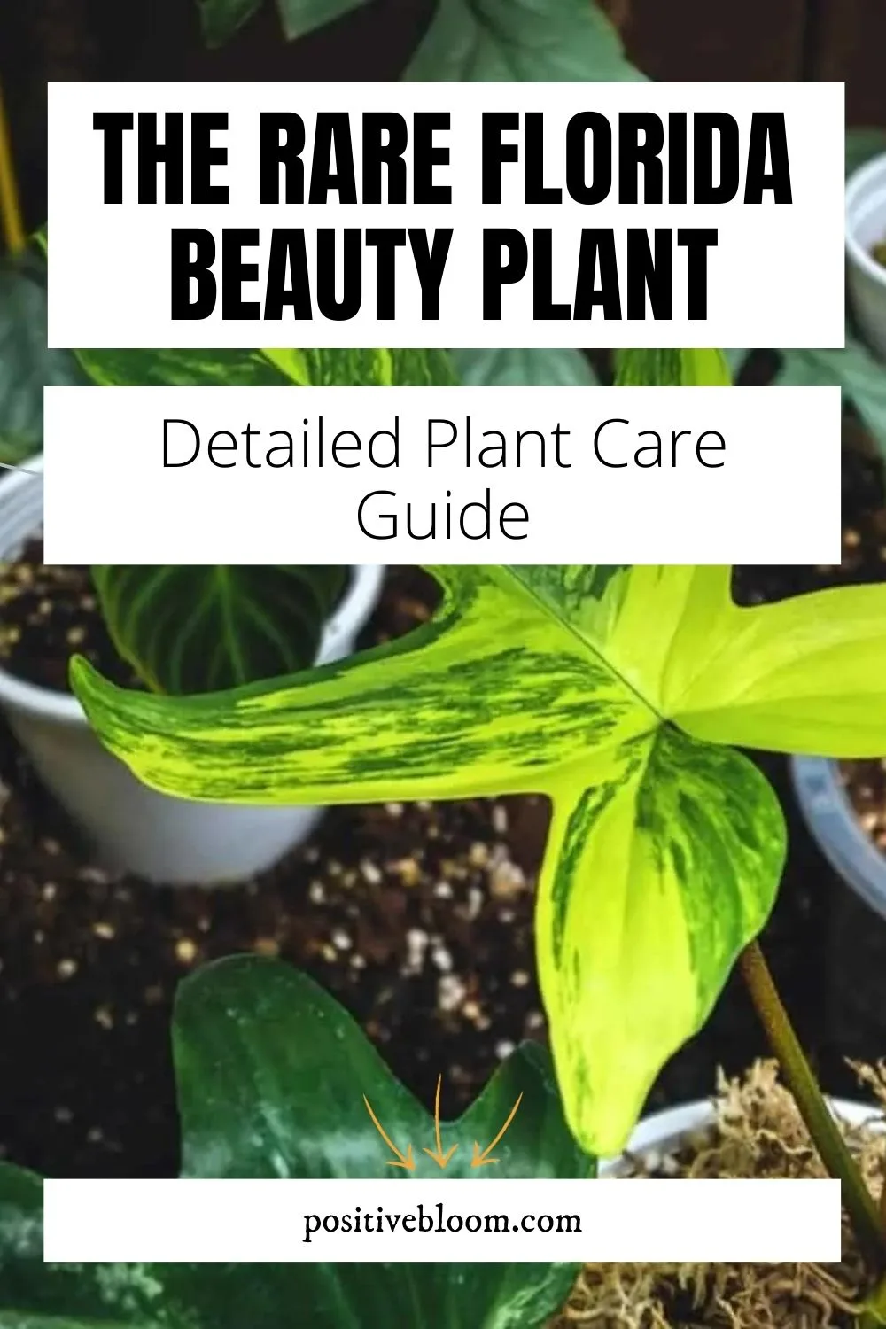Detailed Plant Care Guide For The Rare Florida Beauty Plant Pinterest