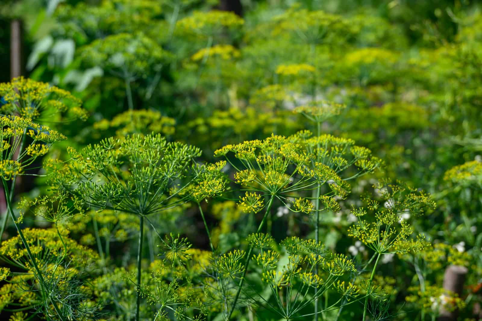Dill plants in bloom in the home garden