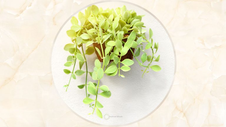 dischidia nummularia aka string of nickles