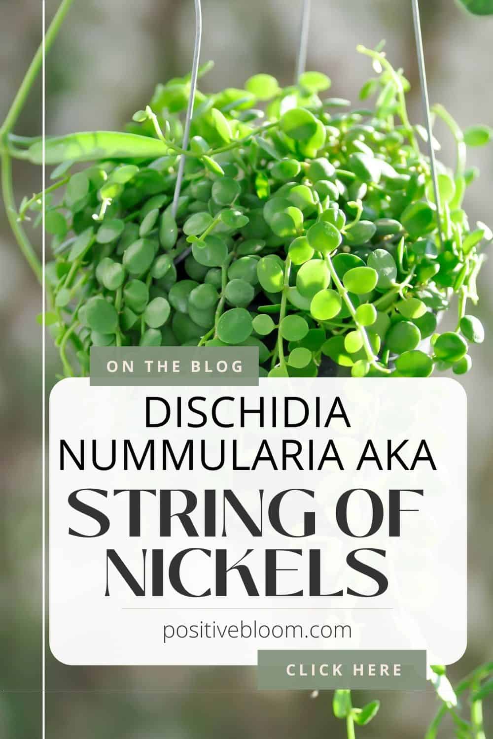 Dischidia Nummularia aka String Of Nickels: Care Guide Pinterest