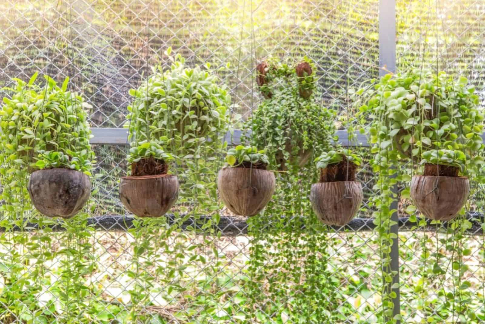 Dischidia Nummularia plant in hanging pots