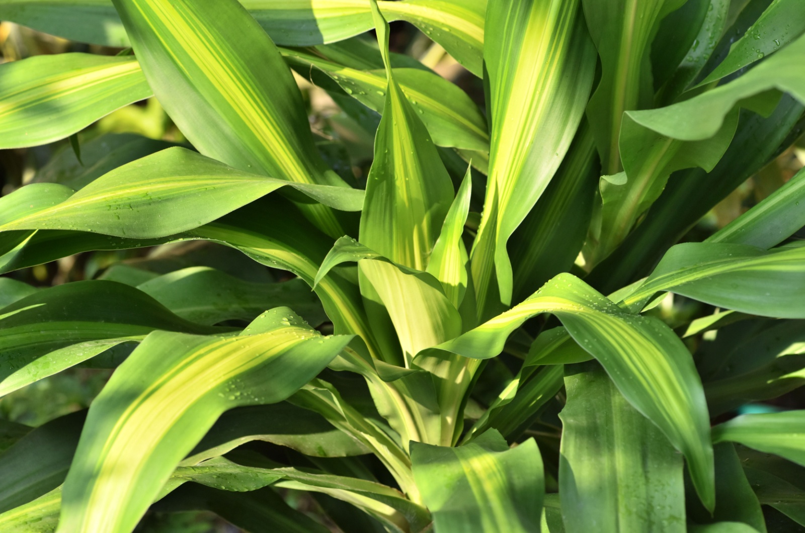 Dracaena fragrans