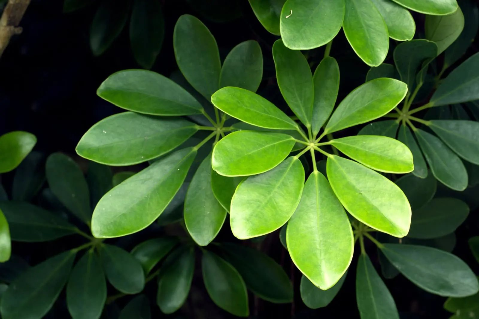 Dwarf Umbrella Tree's leaves (Schefflera arboricola)