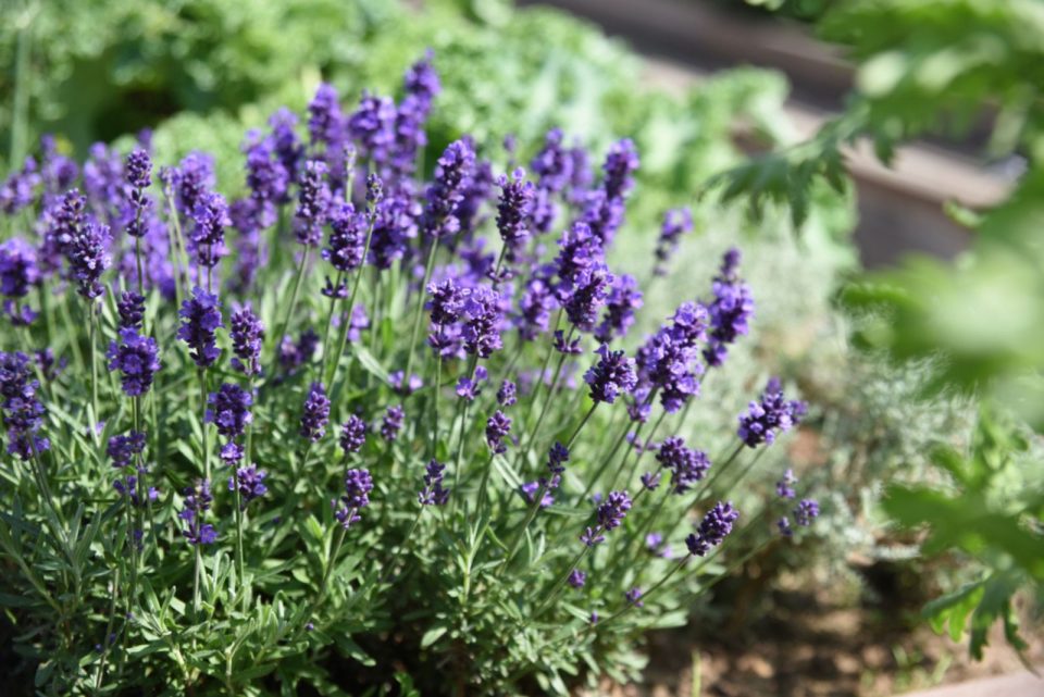 French Lavender vs English Lavender: 5 Key Differences