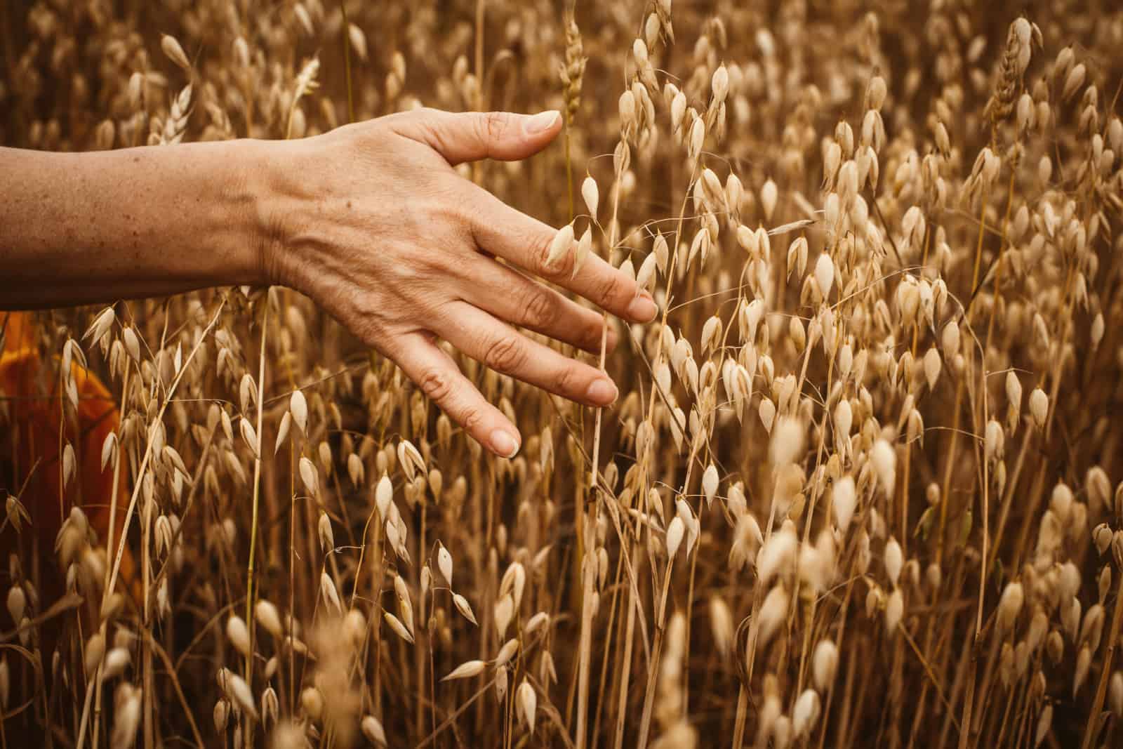 Farmer's tanned female hand strokes spikelets of oats