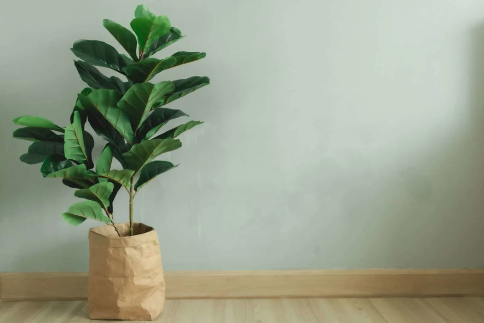 Fiddle Leaf Fig plant with paper pot stand in the room
