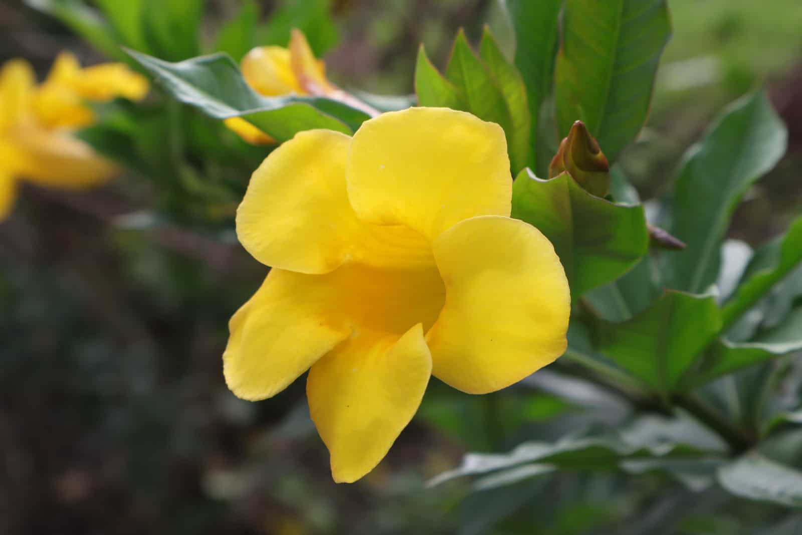 Five-petaled yellow flower of Bush allamanda.