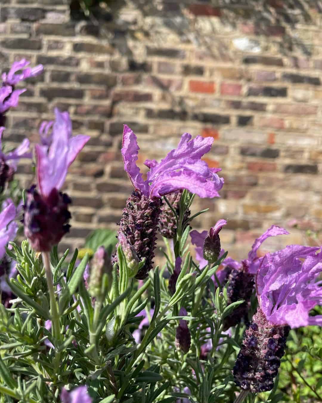 French Lavender in the light