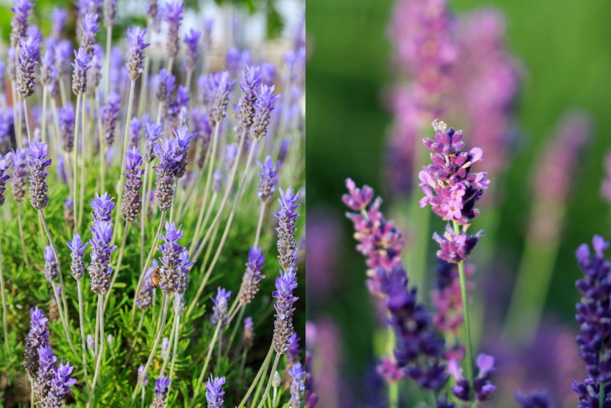 French Lavender Vs English Lavender: 5 Key Differences