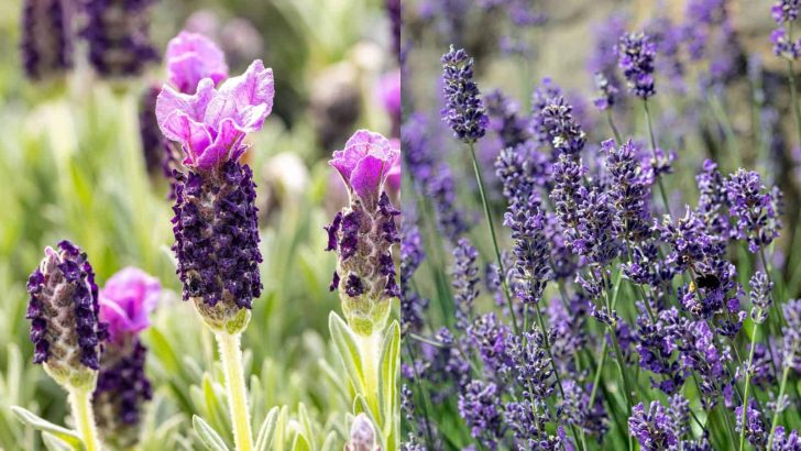 French Lavender vsEnglish Lavender: 5 Key Differences