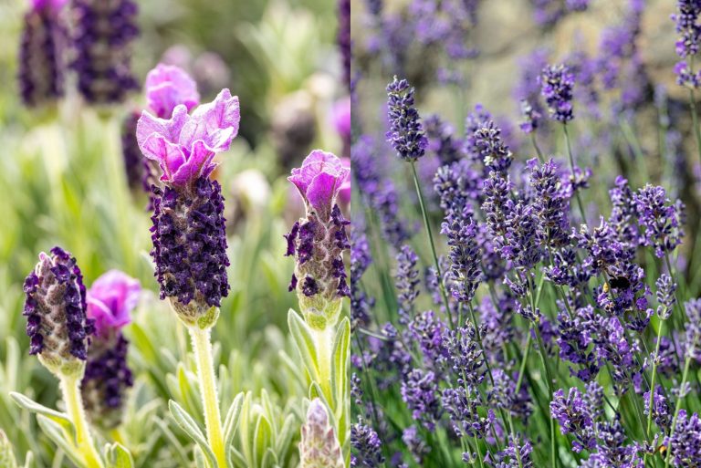 French Lavender vs English Lavender